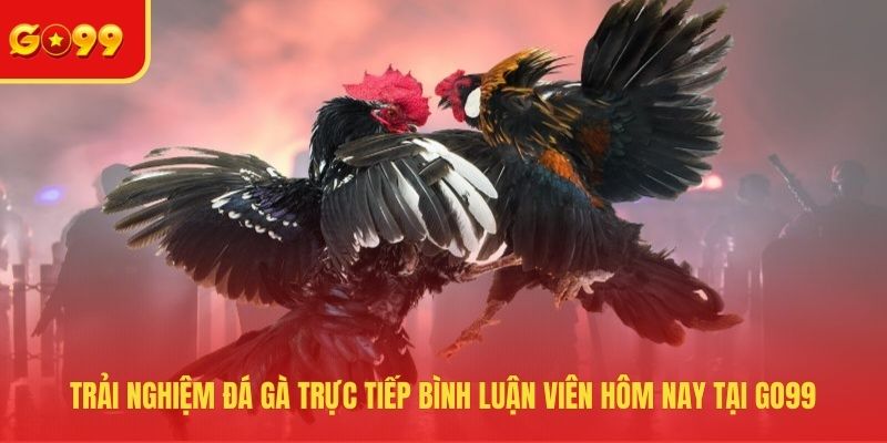 Đá gà trực tiếp bình luận viên hôm nay